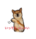柴犬福の日常スタンプ（個別スタンプ：9）