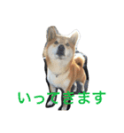 柴犬福の日常スタンプ（個別スタンプ：10）
