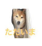 柴犬福の日常スタンプ（個別スタンプ：11）