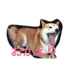 柴犬福の日常スタンプ（個別スタンプ：12）
