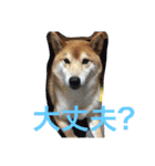 柴犬福の日常スタンプ（個別スタンプ：13）