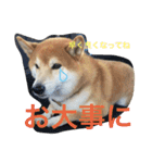 柴犬福の日常スタンプ（個別スタンプ：14）