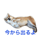 柴犬福の日常スタンプ（個別スタンプ：15）