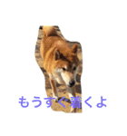 柴犬福の日常スタンプ（個別スタンプ：16）