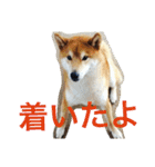 柴犬福の日常スタンプ（個別スタンプ：17）