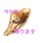 柴犬福の日常スタンプ（個別スタンプ：18）