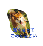 柴犬福の日常スタンプ（個別スタンプ：19）
