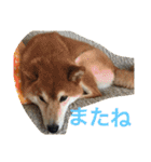 柴犬福の日常スタンプ（個別スタンプ：20）
