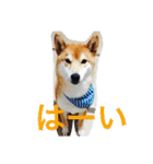 柴犬福の日常スタンプ（個別スタンプ：21）