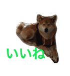 柴犬福の日常スタンプ（個別スタンプ：22）