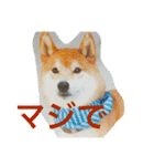 柴犬福の日常スタンプ（個別スタンプ：23）