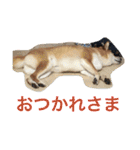 柴犬福の日常スタンプ（個別スタンプ：24）
