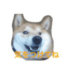 柴犬福の日常スタンプ（個別スタンプ：25）