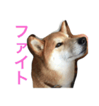 柴犬福の日常スタンプ（個別スタンプ：26）