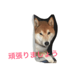 柴犬福の日常スタンプ（個別スタンプ：27）