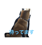 柴犬福の日常スタンプ（個別スタンプ：28）