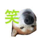 柴犬福の日常スタンプ（個別スタンプ：29）