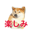 柴犬福の日常スタンプ（個別スタンプ：30）