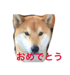 柴犬福の日常スタンプ（個別スタンプ：31）