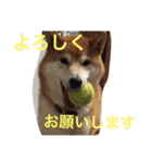 柴犬福の日常スタンプ（個別スタンプ：32）