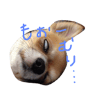 ウチのバカ犬（個別スタンプ：1）