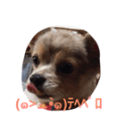 ウチのバカ犬（個別スタンプ：2）