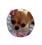 ウチのバカ犬（個別スタンプ：3）