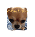 ウチのバカ犬（個別スタンプ：4）