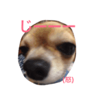ウチのバカ犬（個別スタンプ：5）
