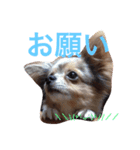 ウチのバカ犬（個別スタンプ：6）