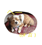 ウチのバカ犬（個別スタンプ：7）