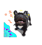 French Bulldog Funny daily（個別スタンプ：1）