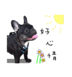 French Bulldog Funny daily（個別スタンプ：3）