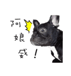 French Bulldog Funny daily（個別スタンプ：4）