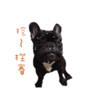 French Bulldog Funny daily（個別スタンプ：5）