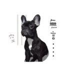 French Bulldog Funny daily（個別スタンプ：8）