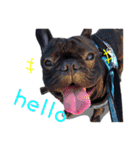 French Bulldog Funny daily（個別スタンプ：9）