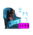 French Bulldog Funny daily（個別スタンプ：10）