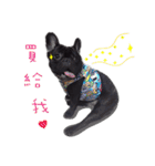 French Bulldog Funny daily（個別スタンプ：11）