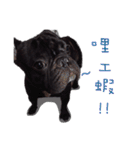 French Bulldog Funny daily（個別スタンプ：12）