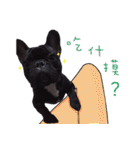 French Bulldog Funny daily（個別スタンプ：13）