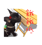 French Bulldog Funny daily（個別スタンプ：14）