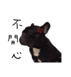 French Bulldog Funny daily（個別スタンプ：15）