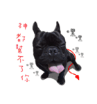 French Bulldog Funny daily（個別スタンプ：16）