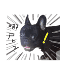 French Bulldog Funny daily（個別スタンプ：19）