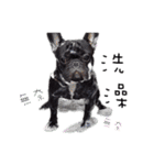 French Bulldog Funny daily（個別スタンプ：22）