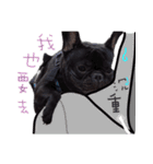 French Bulldog Funny daily（個別スタンプ：23）