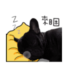 French Bulldog Funny daily（個別スタンプ：24）