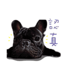 French Bulldog Funny daily（個別スタンプ：25）