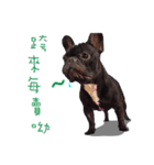 French Bulldog Funny daily（個別スタンプ：32）